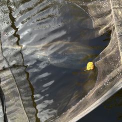 Catch by 