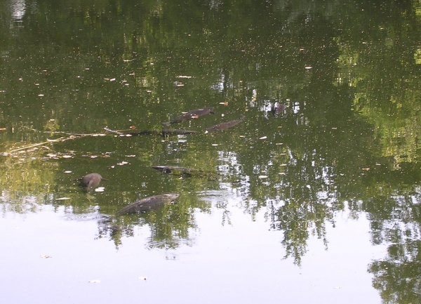 This group of carp were visiting a spot in the edge.