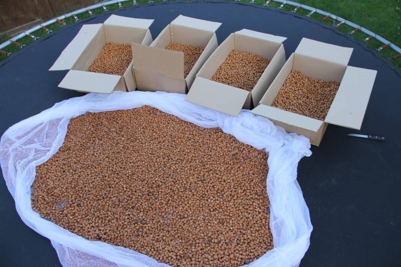 I like to air-dry my bait before use -  spreading the bait out in single layers on mesh or in cardboard boxes works well!