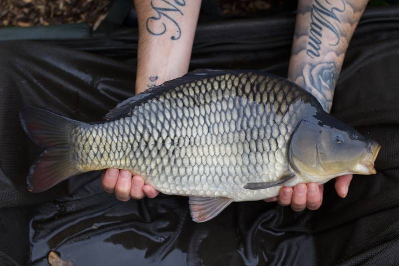 Home grown common!