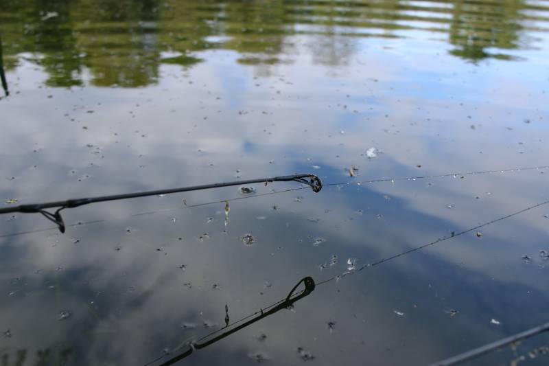 Emergent life forms cover the surface in April and this is the competition with your bait