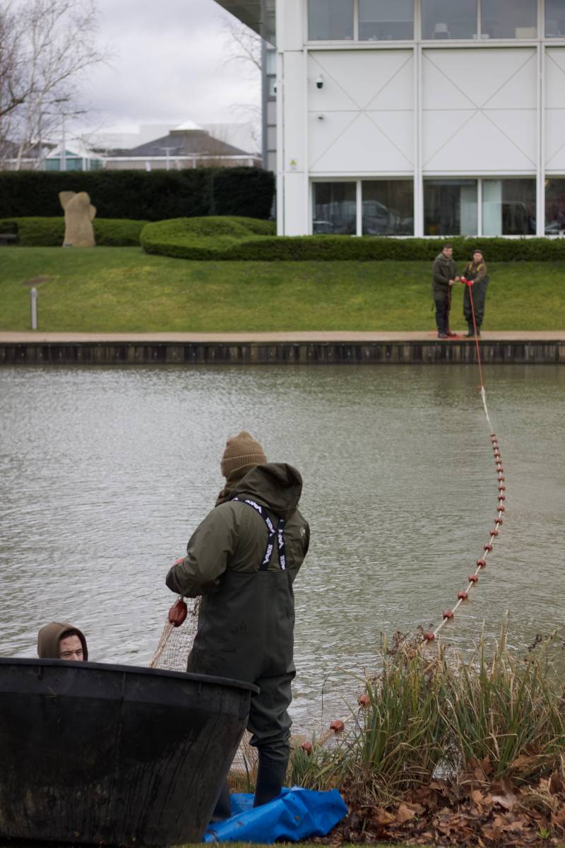 Rearing spawn in stock ponds