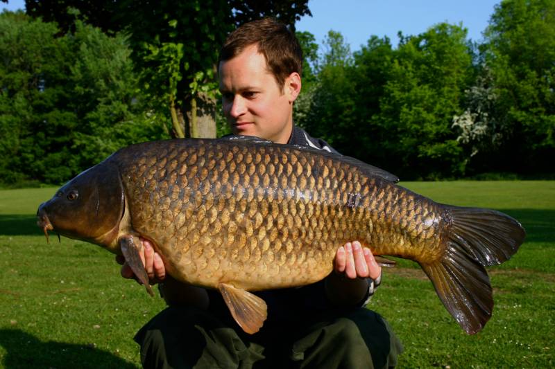 A lovely carp attracted to a food source bait