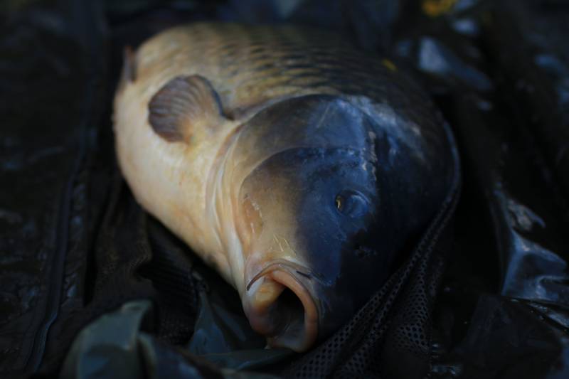 A big upper thirty winter common falling to the usual baiting and hook bait approach