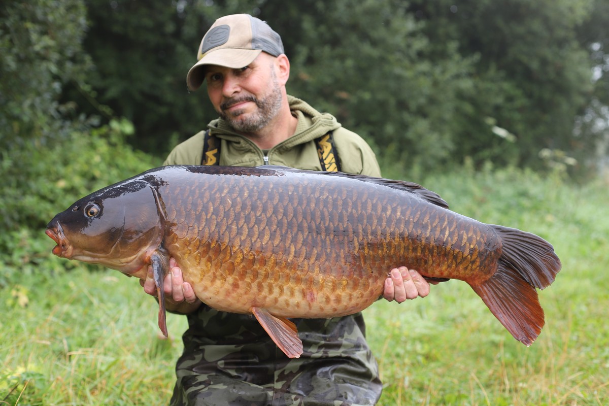 A lovely dark, chestnut common falling to a Quad hookbait presentation.