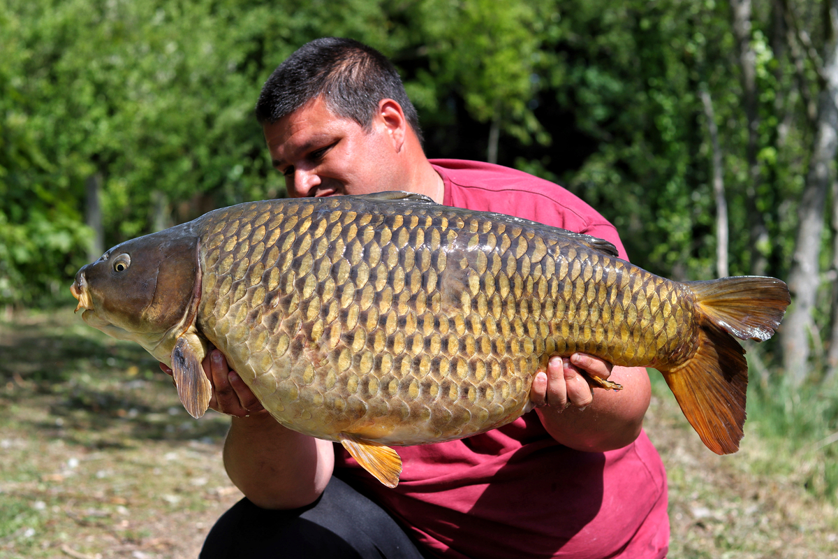 The biggest common in Farlows Lake caught on a soaked hookbait.