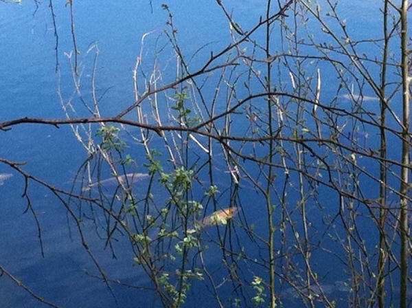 Half the stock of the lake were present in the snags!