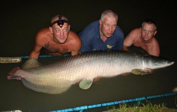 Buzzing! 180lb Arapaima!