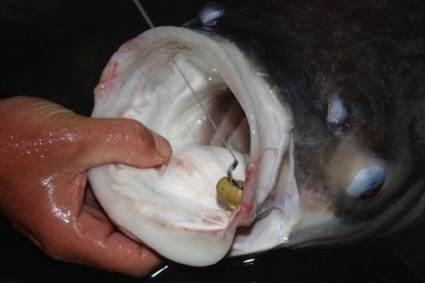 This Siamese carp could not resist our Pineapple dumbells!