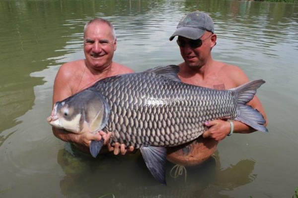 80lb Siamese carp for Scaff!