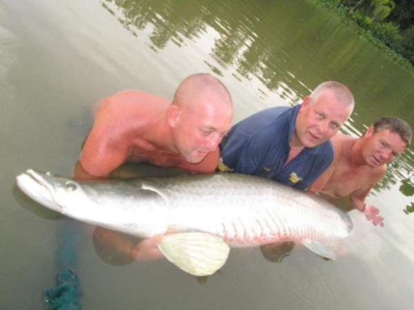 160lbs of Arapaima!