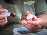 Mainline Baits TV - Long-range presentation with Mark Hutchinson