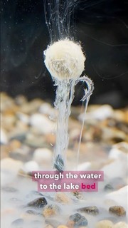 How to use Smart Dips